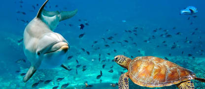 Economy Class Tickets von Deutschland nach Hawaii ab 559 Euro buchen
