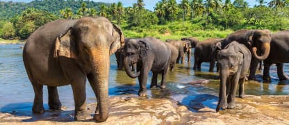 In Premium Economy Class von Deutschland nach Sri Lanka ab 797 Euro