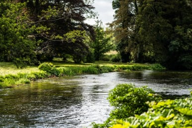 Chalk Stream Trout in Hampshire