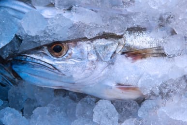 frozen-hake