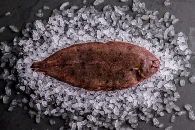 Sustainable Dover Sole