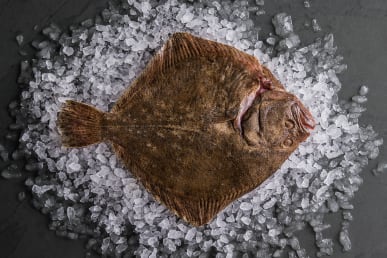 Sustainable Turbot