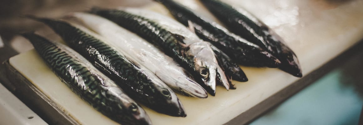 mackerel-fresh-fish