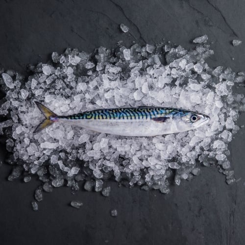 Mackerel