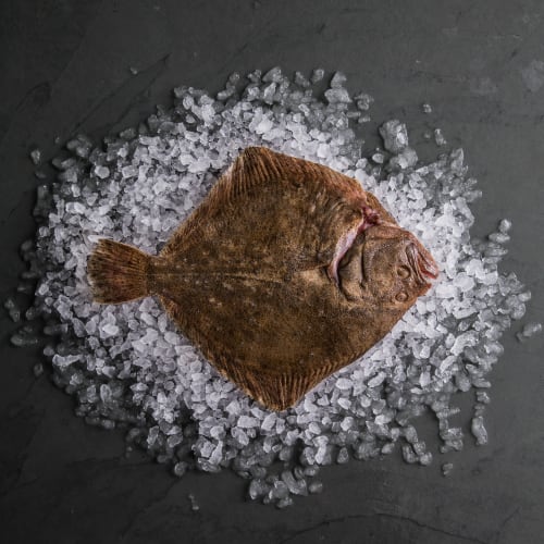 Turbot (Whole Fish)