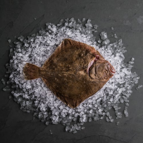 Turbot