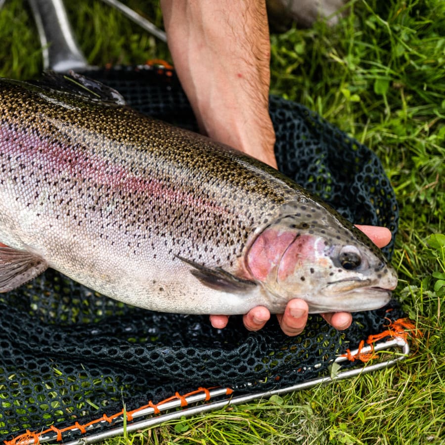 Buy Frozen Trout Chalk Stream Trout Delivery Buy Online