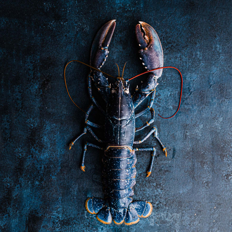 Whole Lobster | Buy Whole Lobster Online | Free Delivery