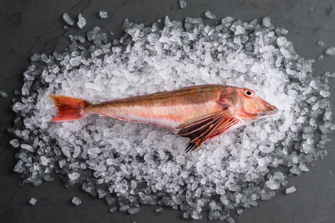 Fresh Gurnard from Cornwall