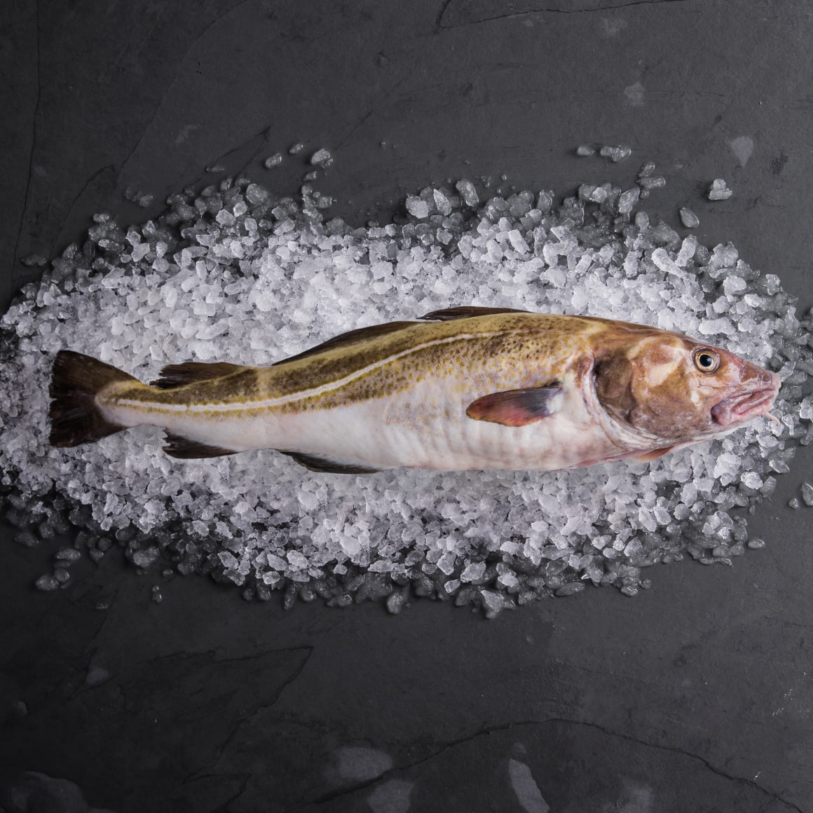 bacalao entero