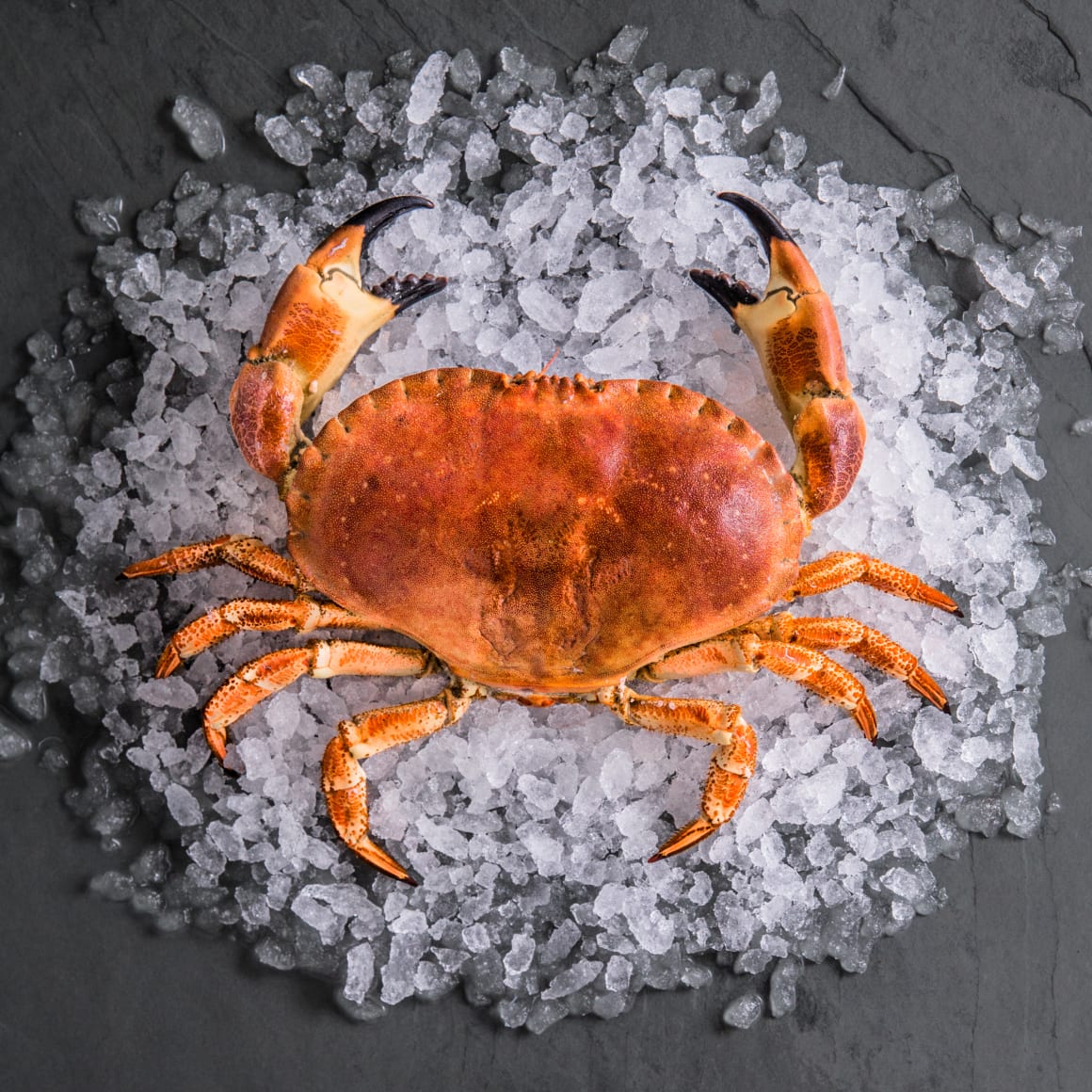 High Protein Seafood: What Fish Has the Most Protein?