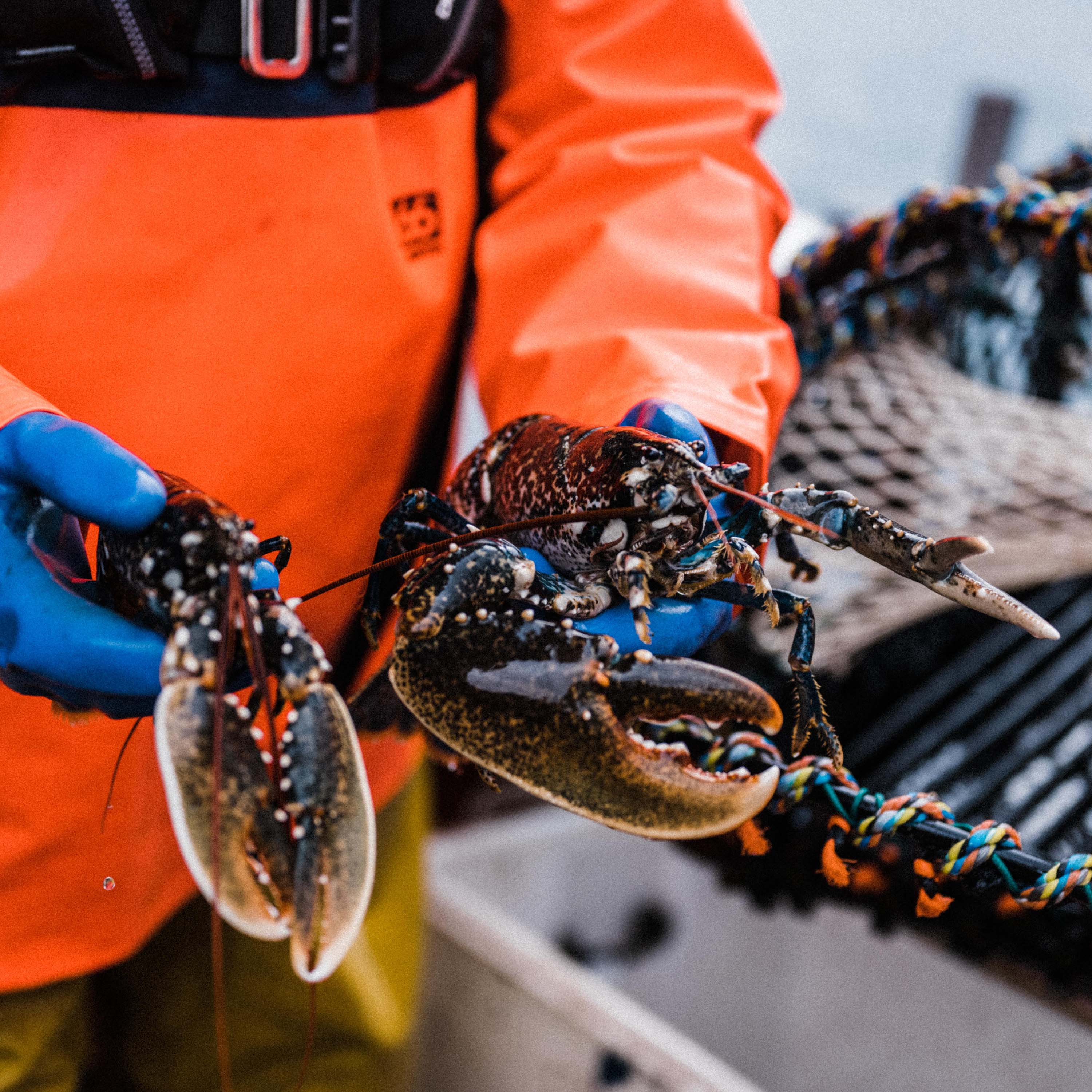 lob fishermen