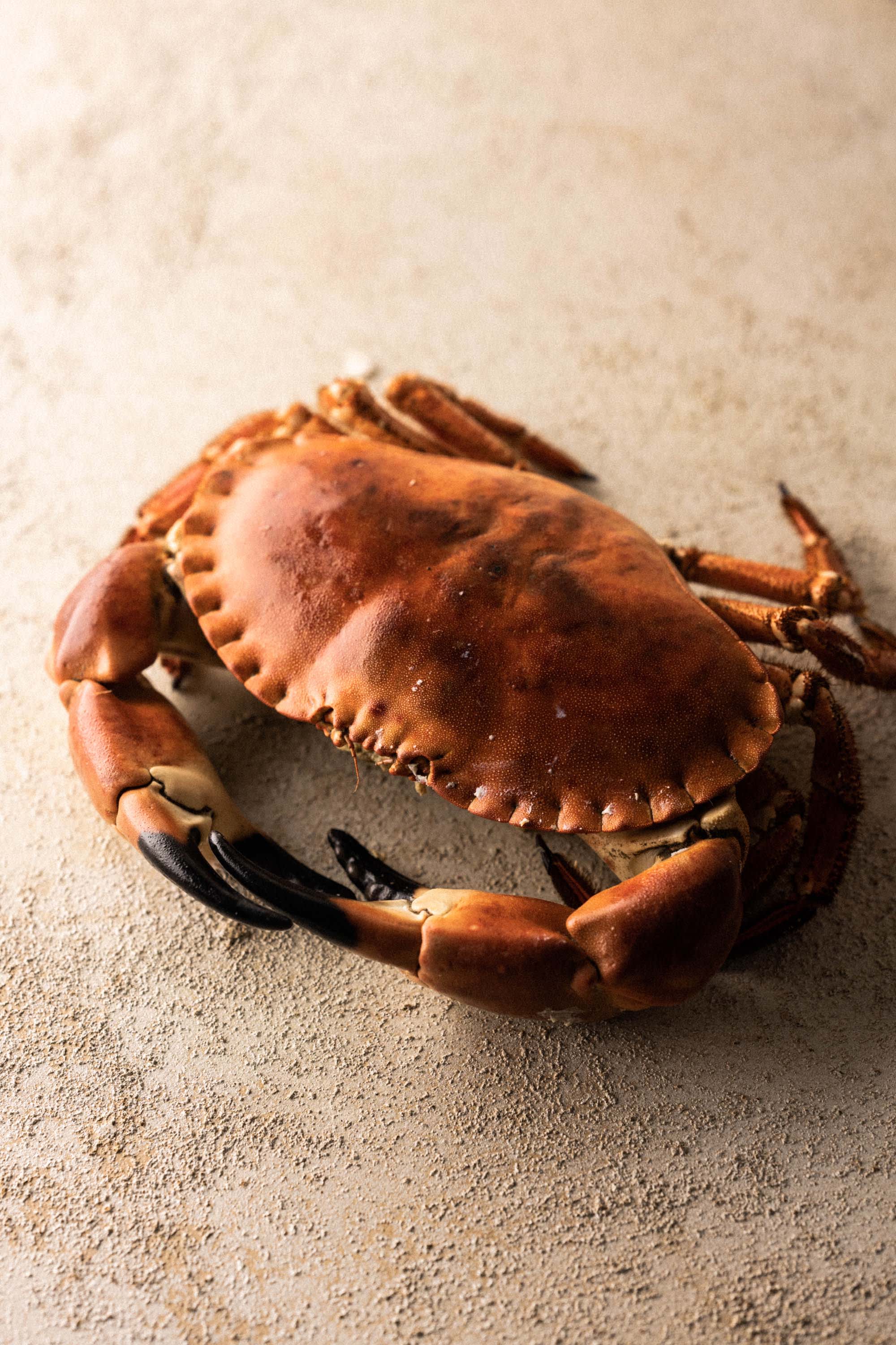 crab