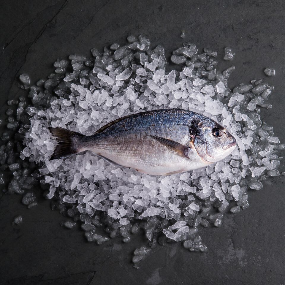 wild Seabream