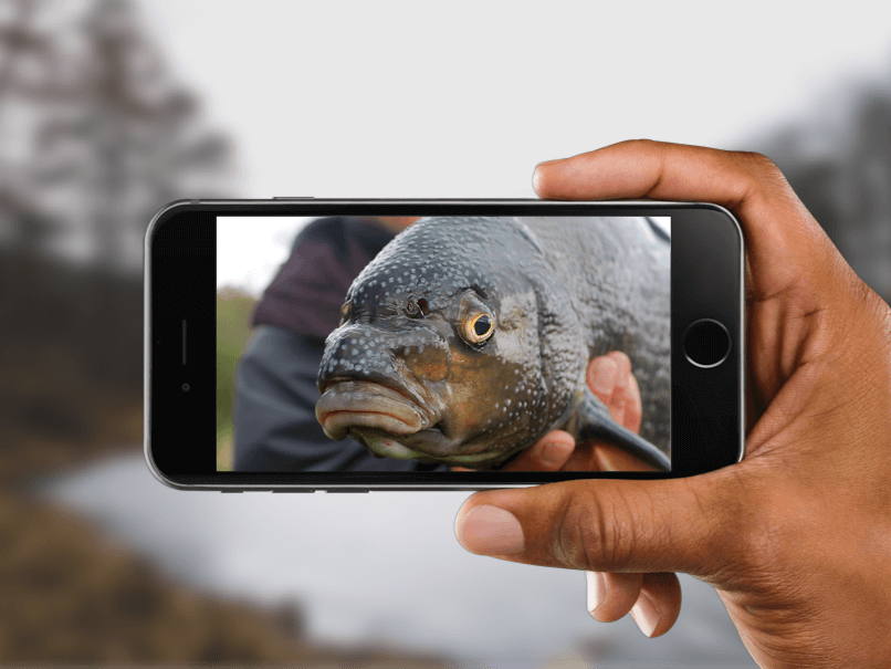 I log my catch