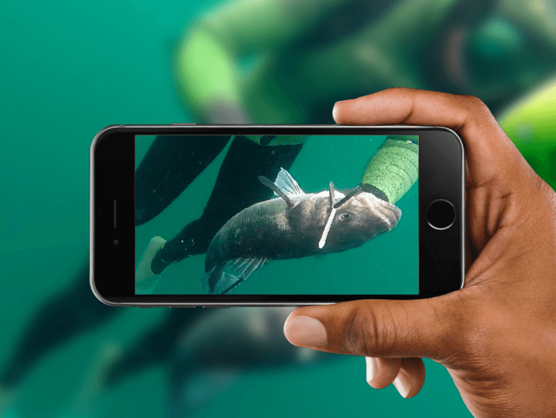 I log my catch