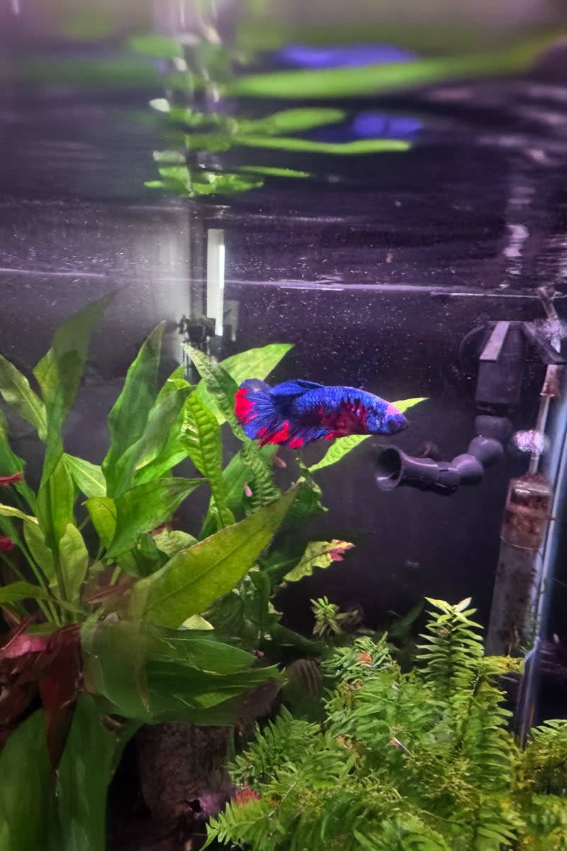 Betta fish interacting with random flow generator current in planted community tank