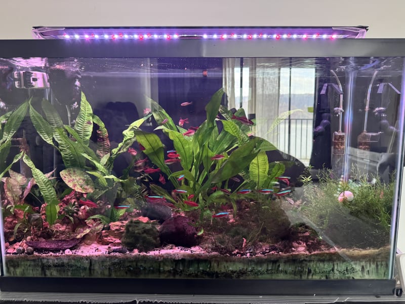 Project Tank #000 - 29-gallon DIY sump ecosystem by FishKeepingLifeCo