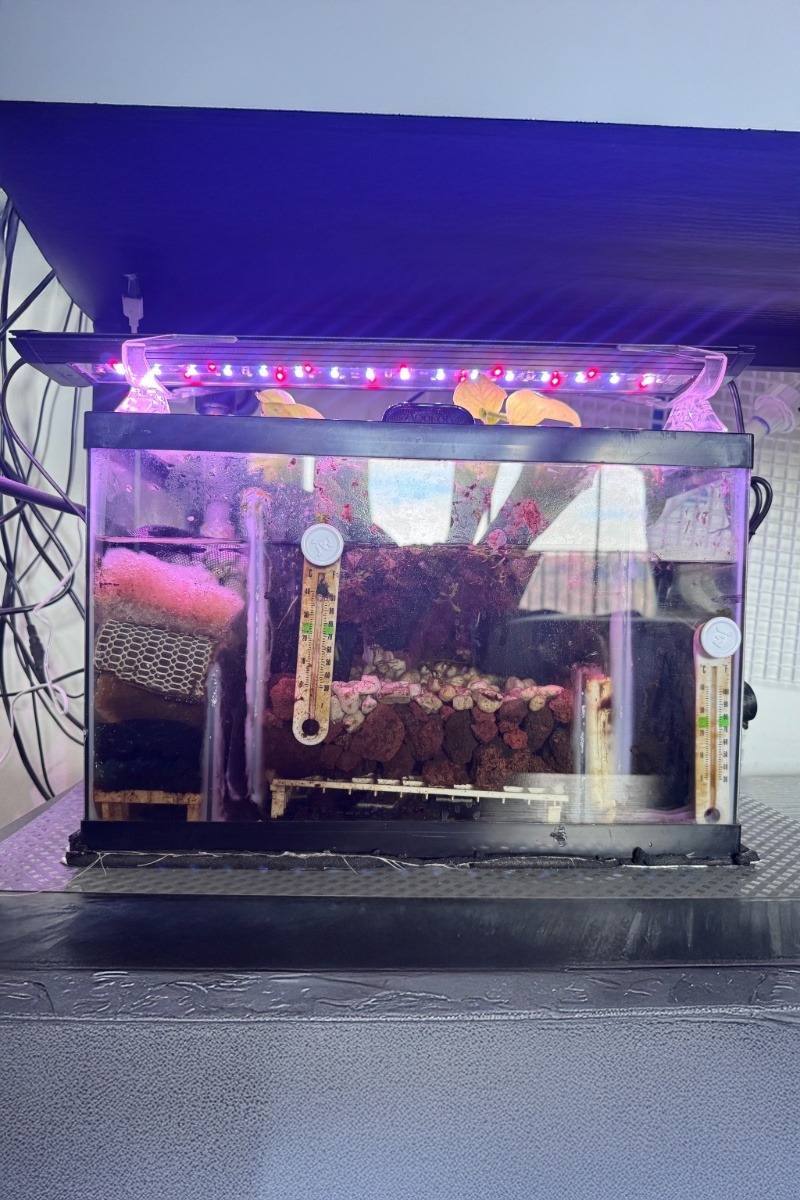 Custom 5-gallon DIY sump filtration system with baffle chambers