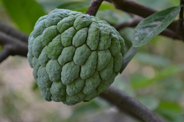 Health Benefits Of Custard Apple Seetaphal Fitlogy Com Do you want to learn more about seetaphal? health benefits of custard apple
