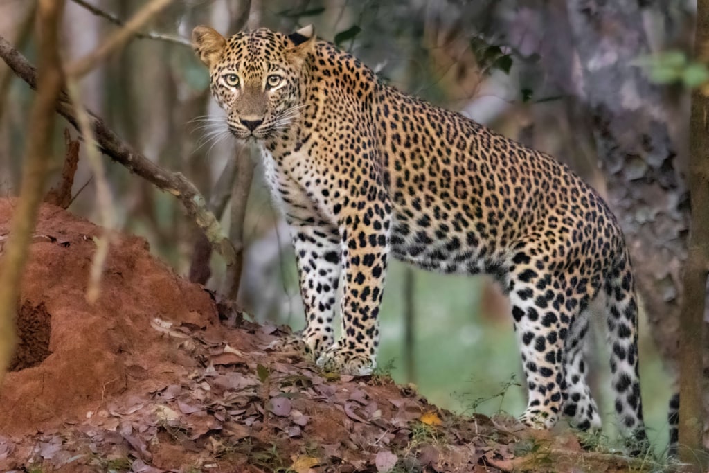 Sri Lanka
