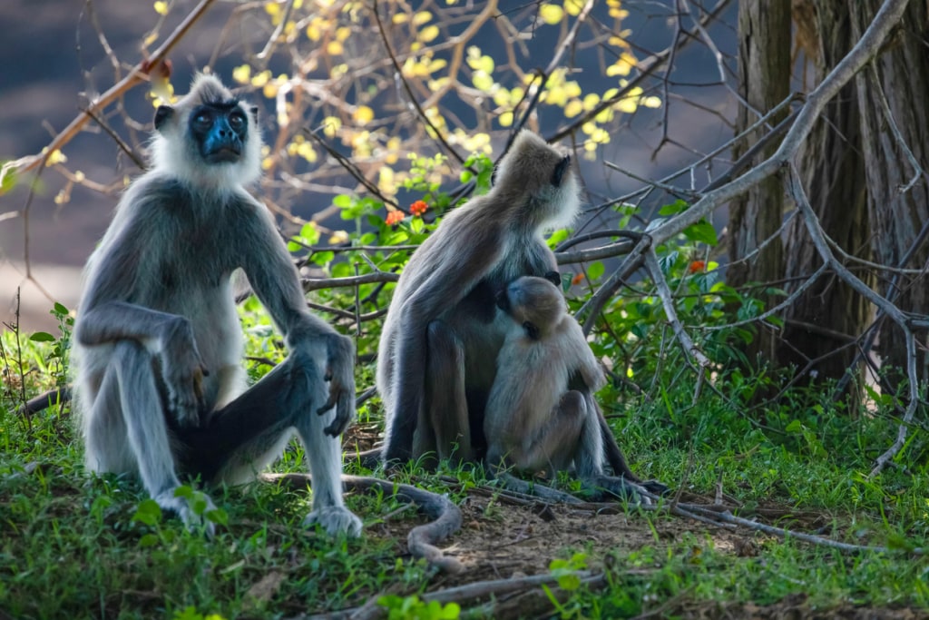 Sri Lanka