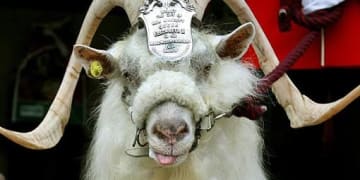 william-windsor_goat_mascot william-windsor_goat_mascot