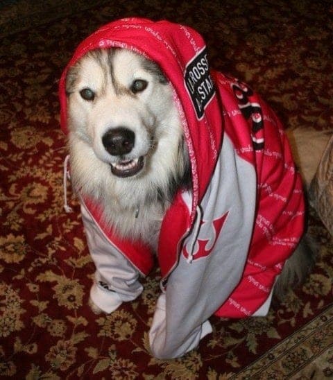 Woozle Lacrosse Club Hoody Woozle Lacrosse Club Hoody
