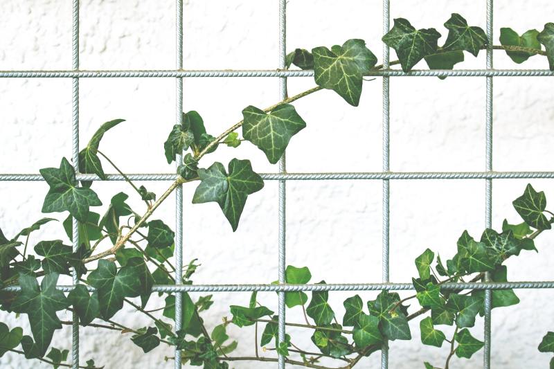 beginner house plants, ivy is easy to look after, common easy house plants