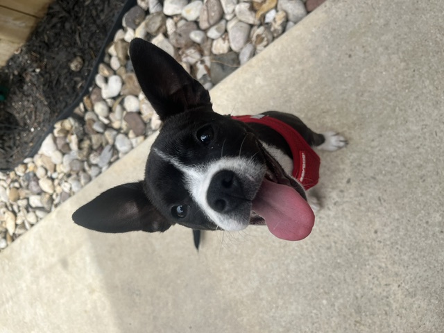 Alamo Dog Co