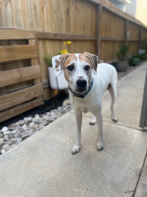 Alamo Dog Co
