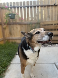 Alamo Dog Co