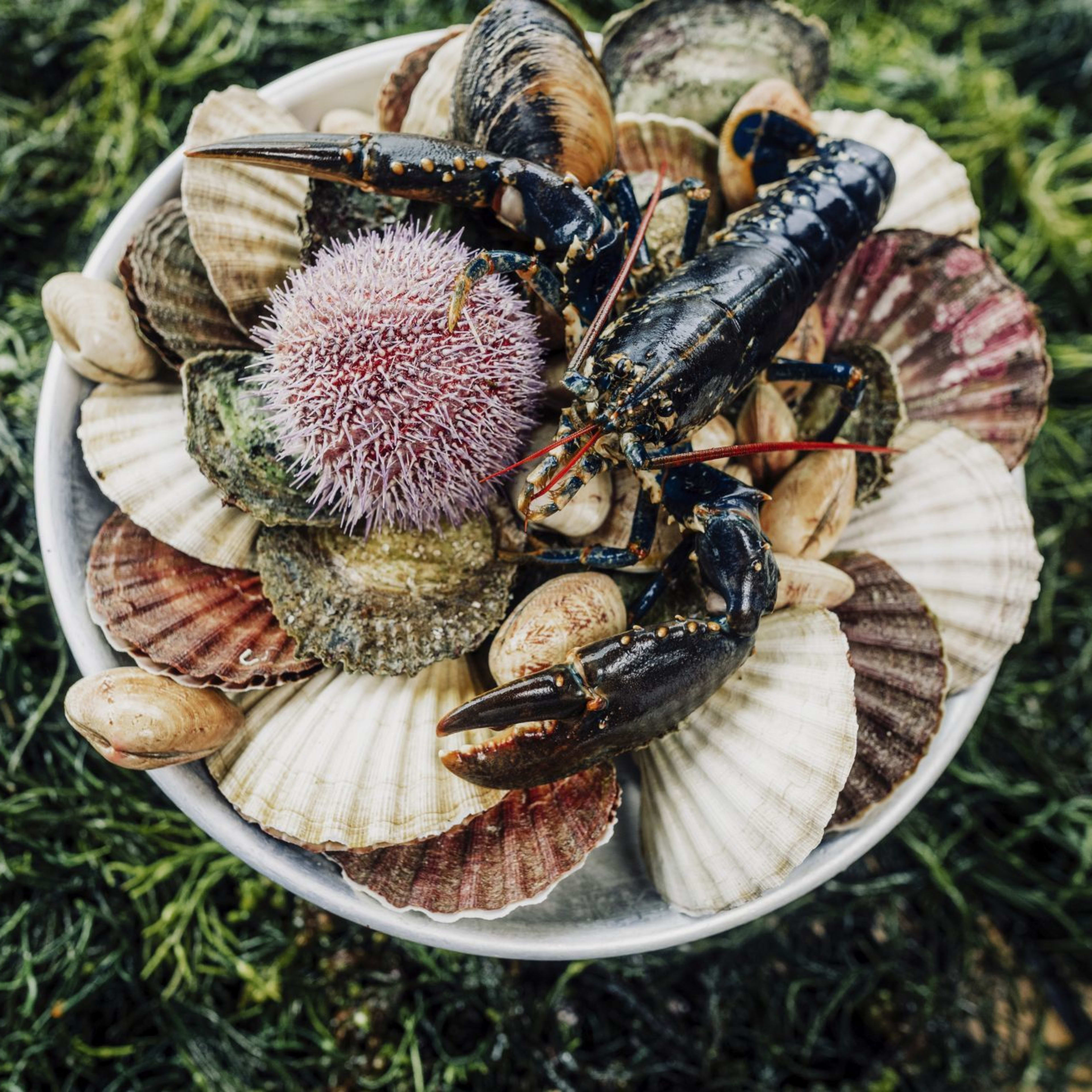 Top-down view of seafood platter featuring lobster, purple sea urchin, scallops, and mussels, presented on seaweed.