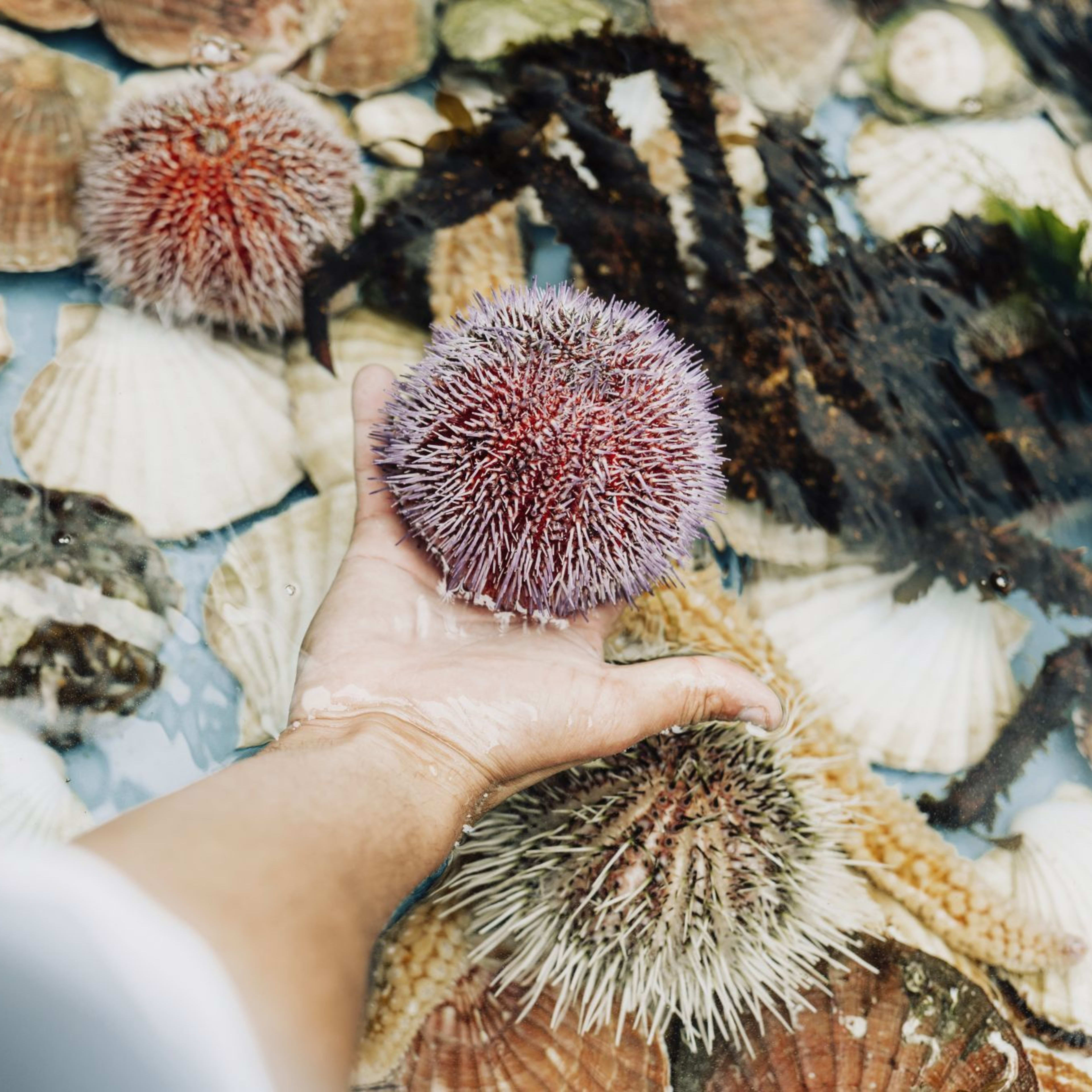 Hand gently lifting purple sea urchin from marine touch pool filled with starfish, shells, and colorful sea life.