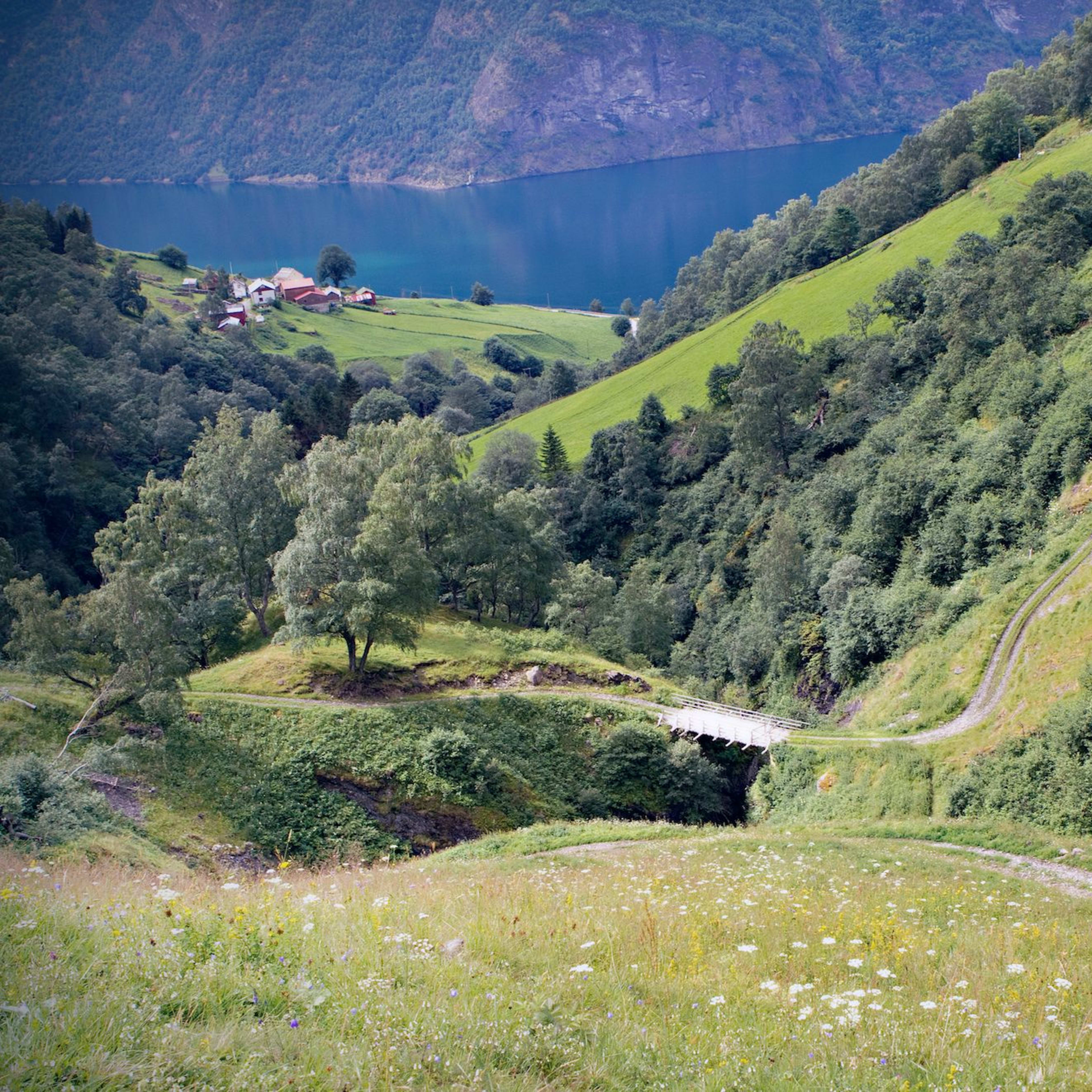 Üppige grüne Hügel mit Wildblumen, braunen Pferden und roten Bauernhäusern in der Nähe eines ruhigen Fjords.