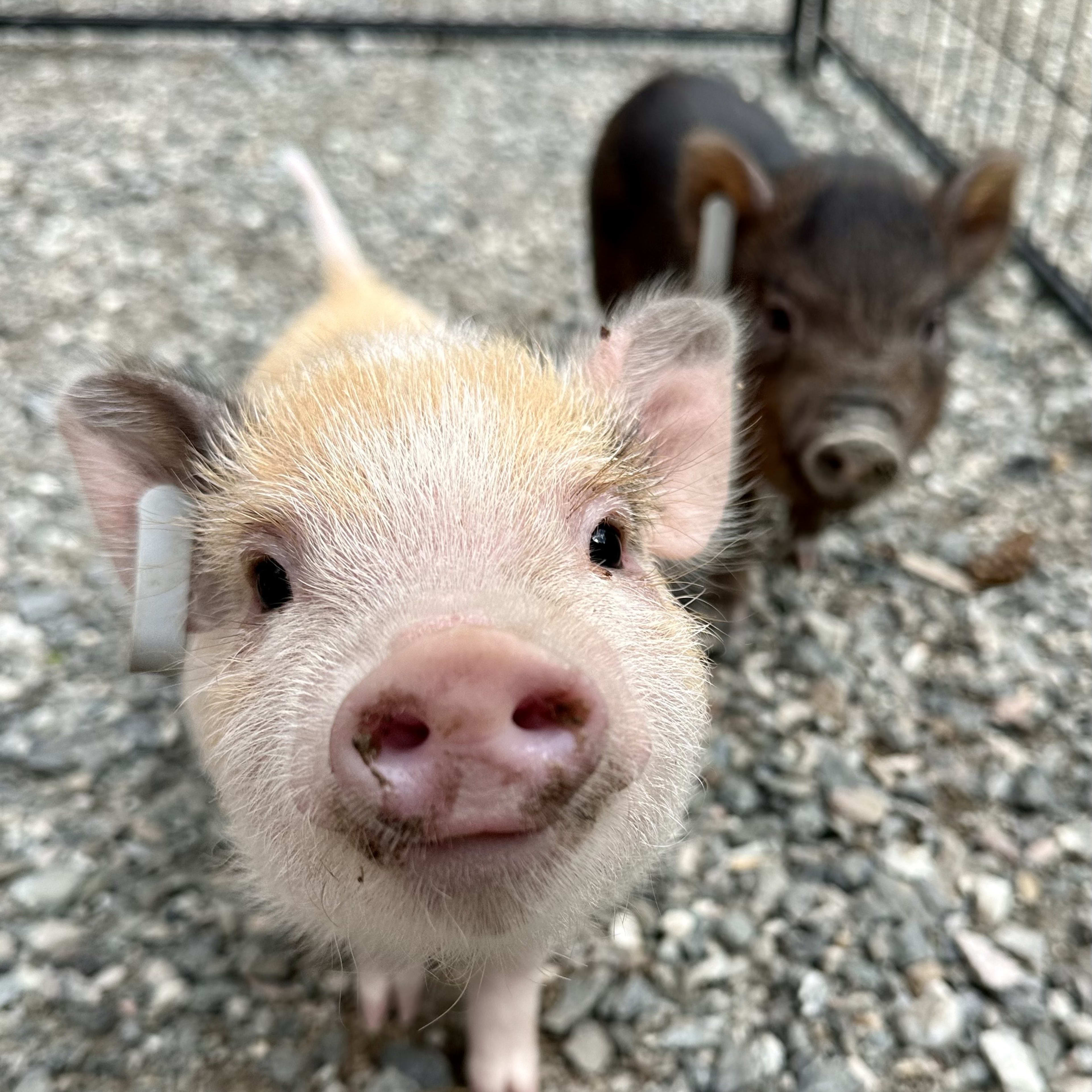 Cute farm pig at Flåm Fjord Farm - meet local animals on your fjord visit in Flåm Norway