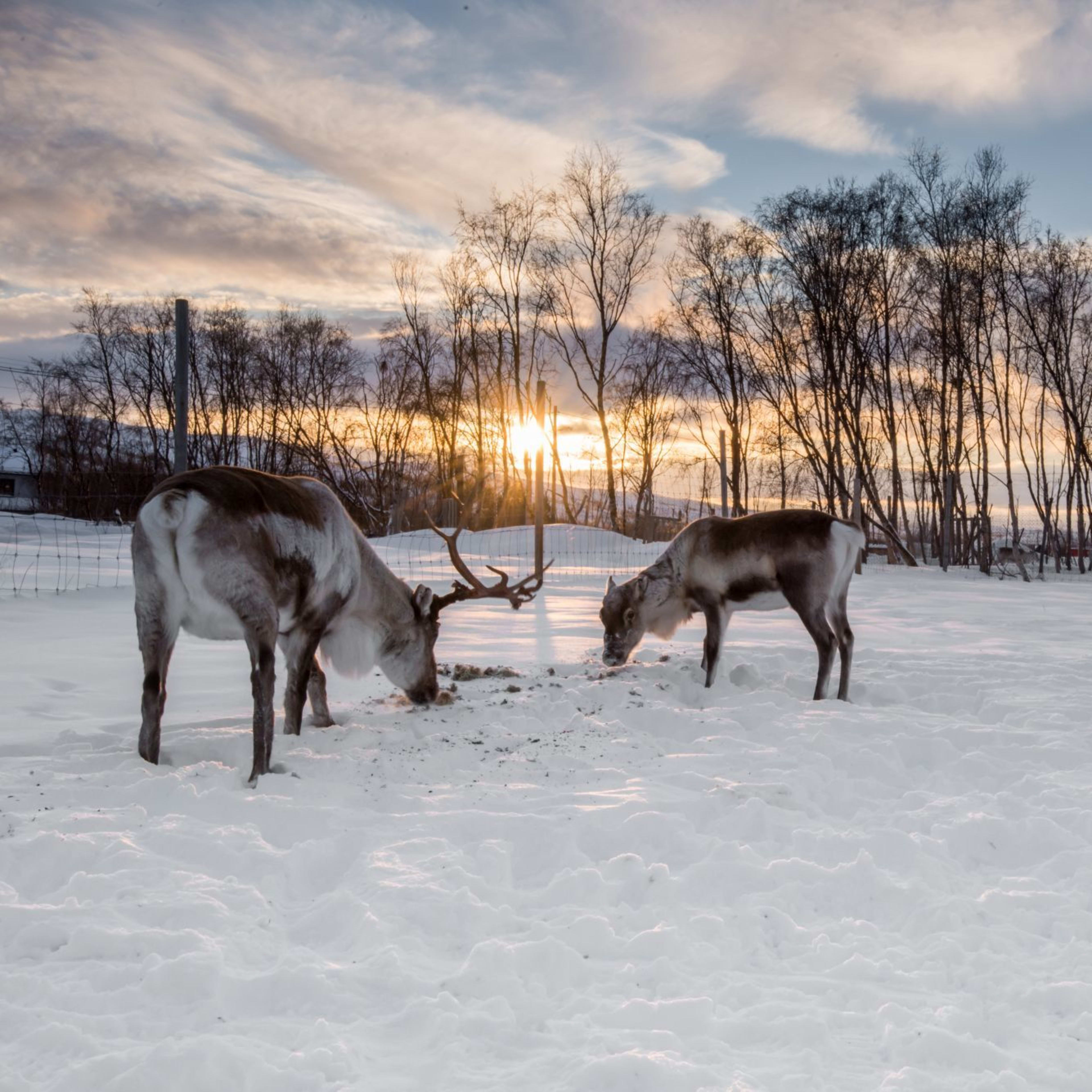 Rentiere weiden im Schnee während des Sonnenuntergangs mit warmem Licht hinter Bäumen, rustikalem Tor und friedlicher Winternszene.