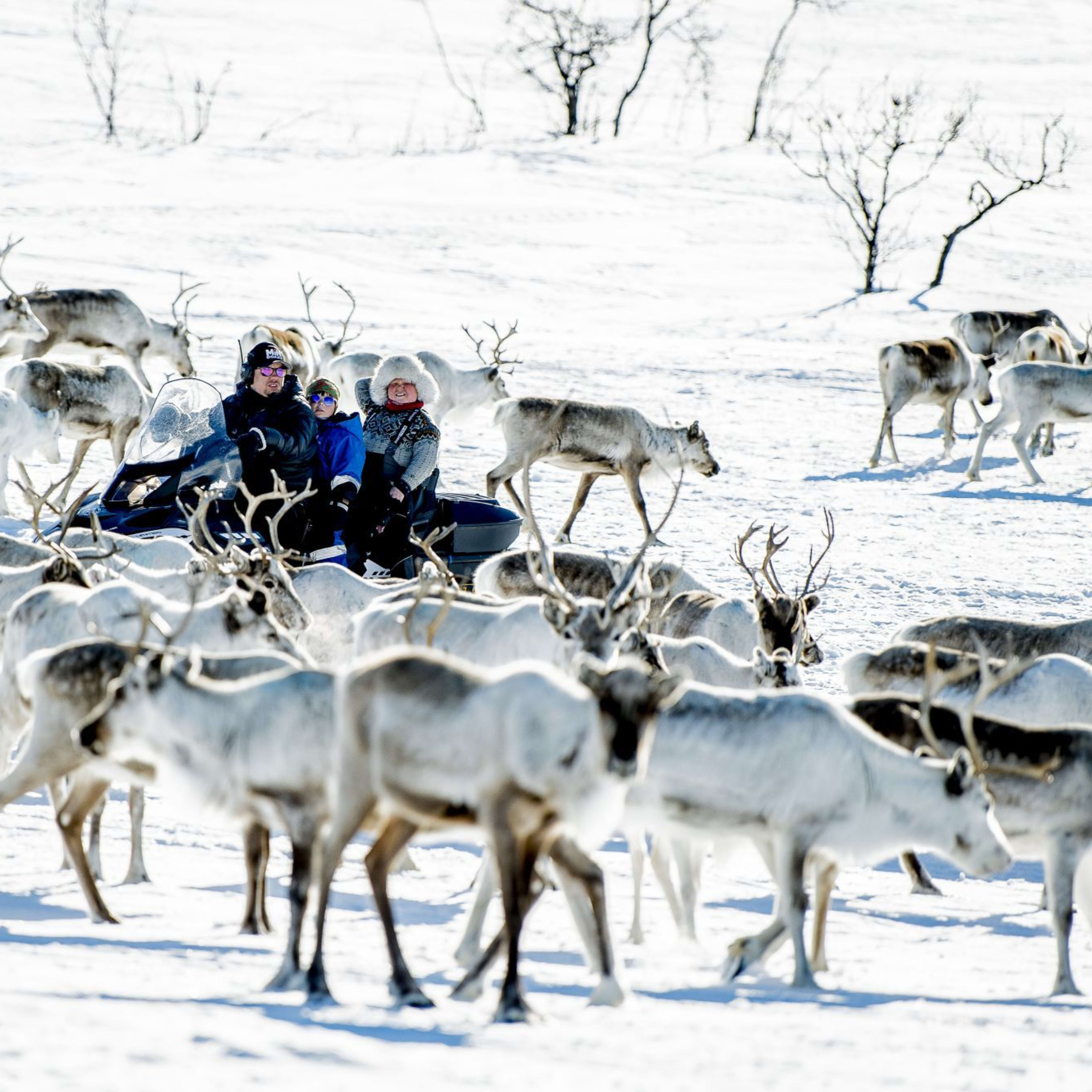 En flokk reinsdyr beveger seg gjennom snøen, med folk på snøscootere som nyter utsikten, snødekt terreng i bakgrunnen.