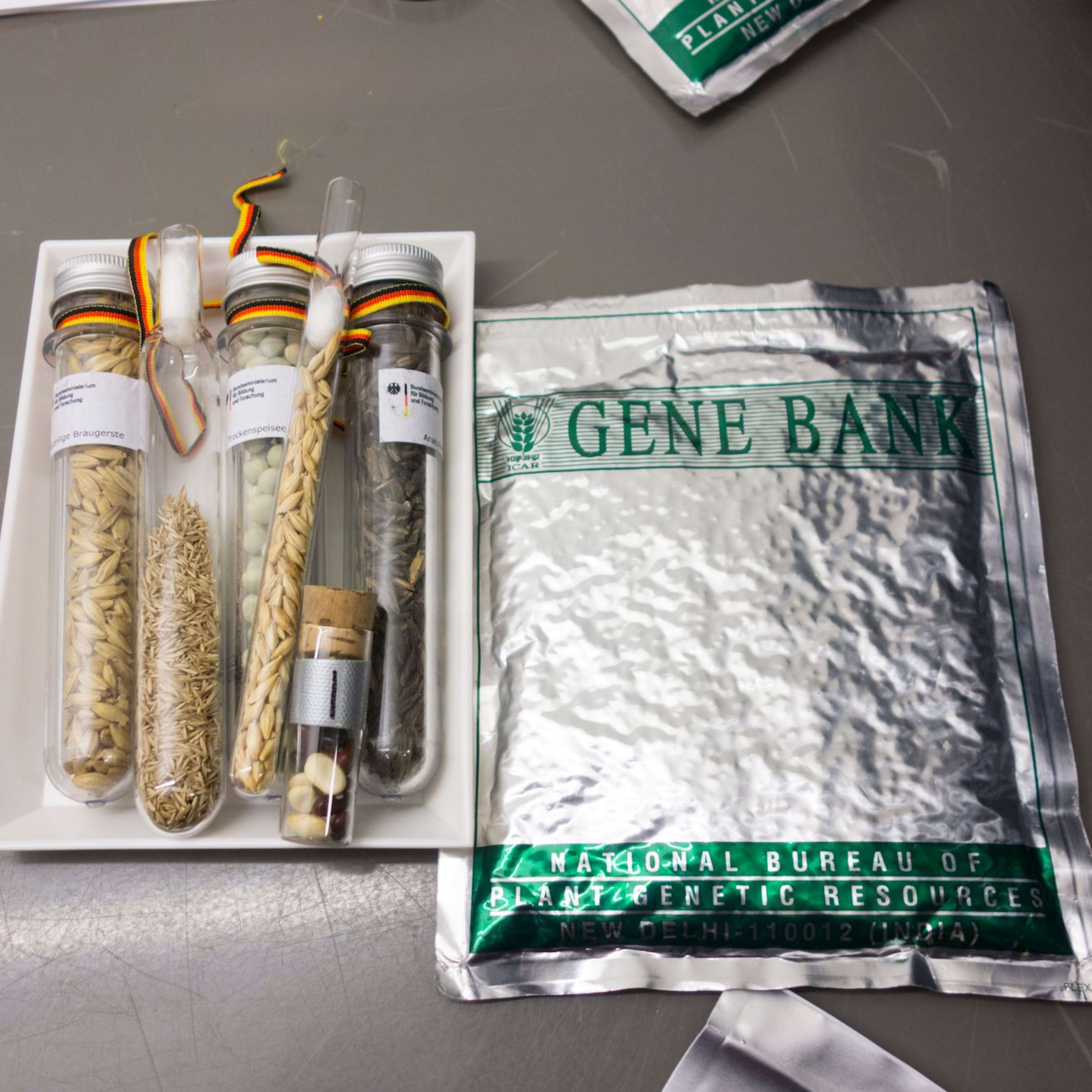 Tray with test tubes filled with seeds and plant materials, labeled "GENE BANK" with notebook and pen beside it.