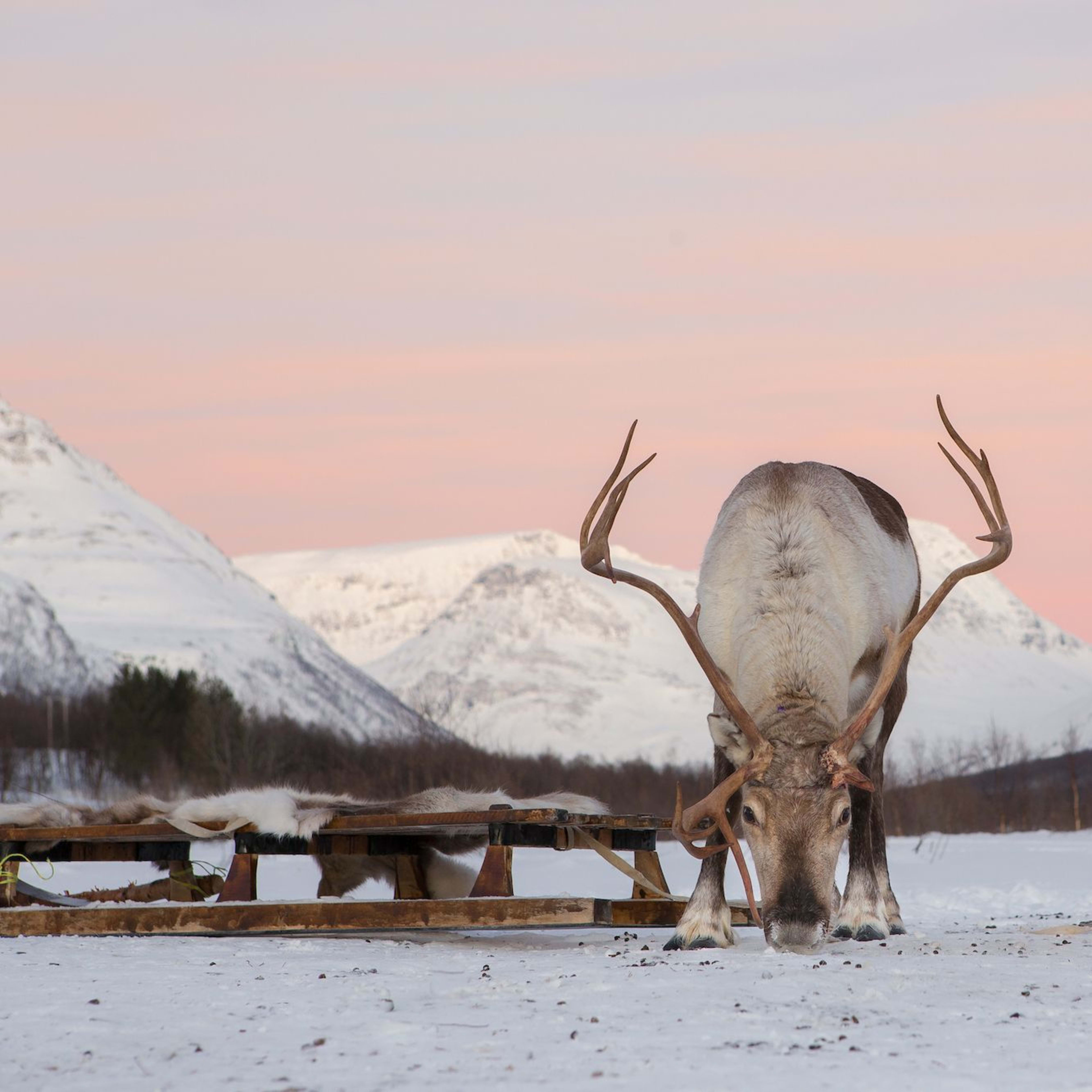 Reinsdyr med store gevir som spiser fra snødekt bakke, satt mot pastell solnedgangshimmel og snødekte fjell.
