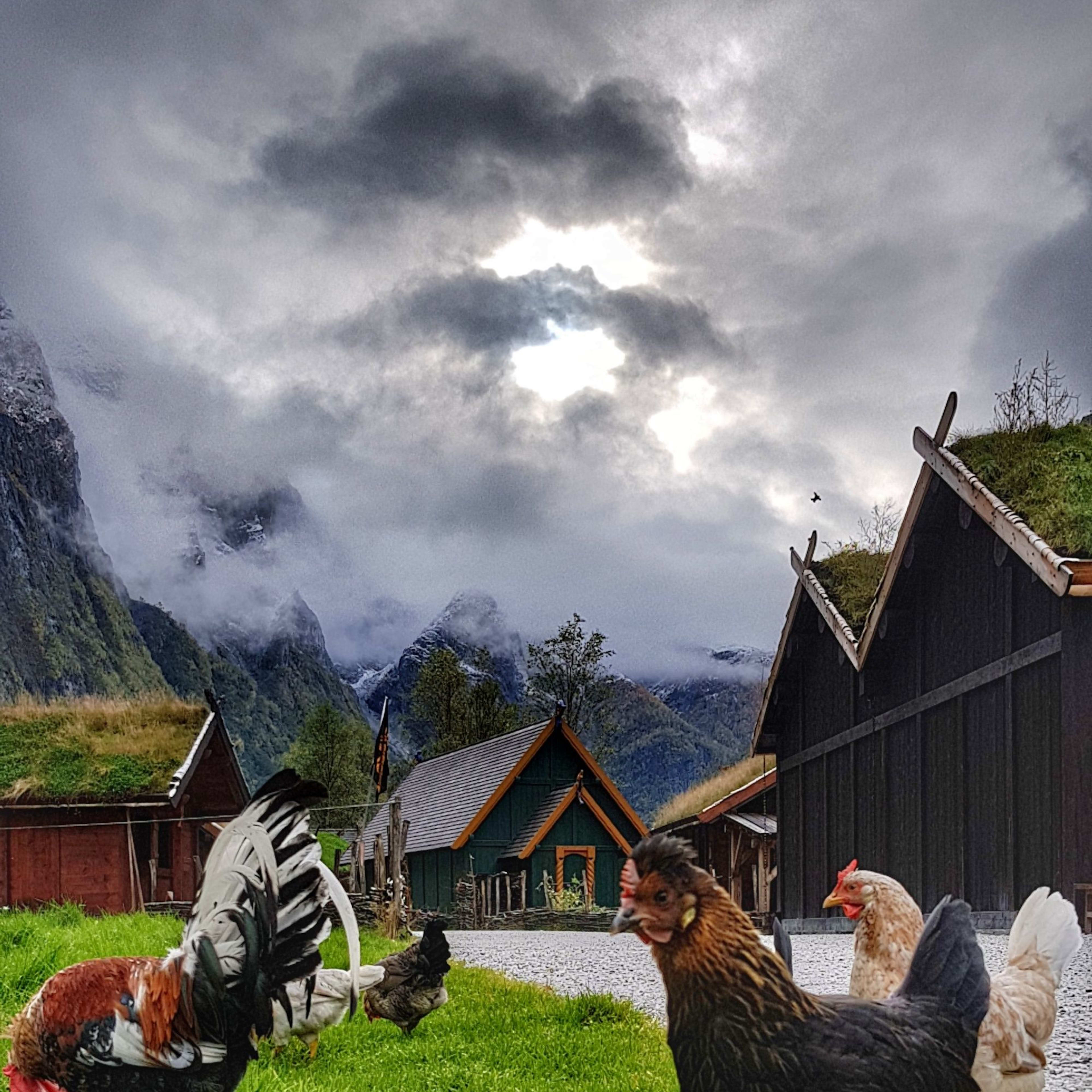 Hühner und ein Hahn, die frei auf grünem Rasen vor Häusern mit moosbedeckten Dächern herumlaufen, mit nebligen Bergen und bewölktem Himmel im Hintergrund.