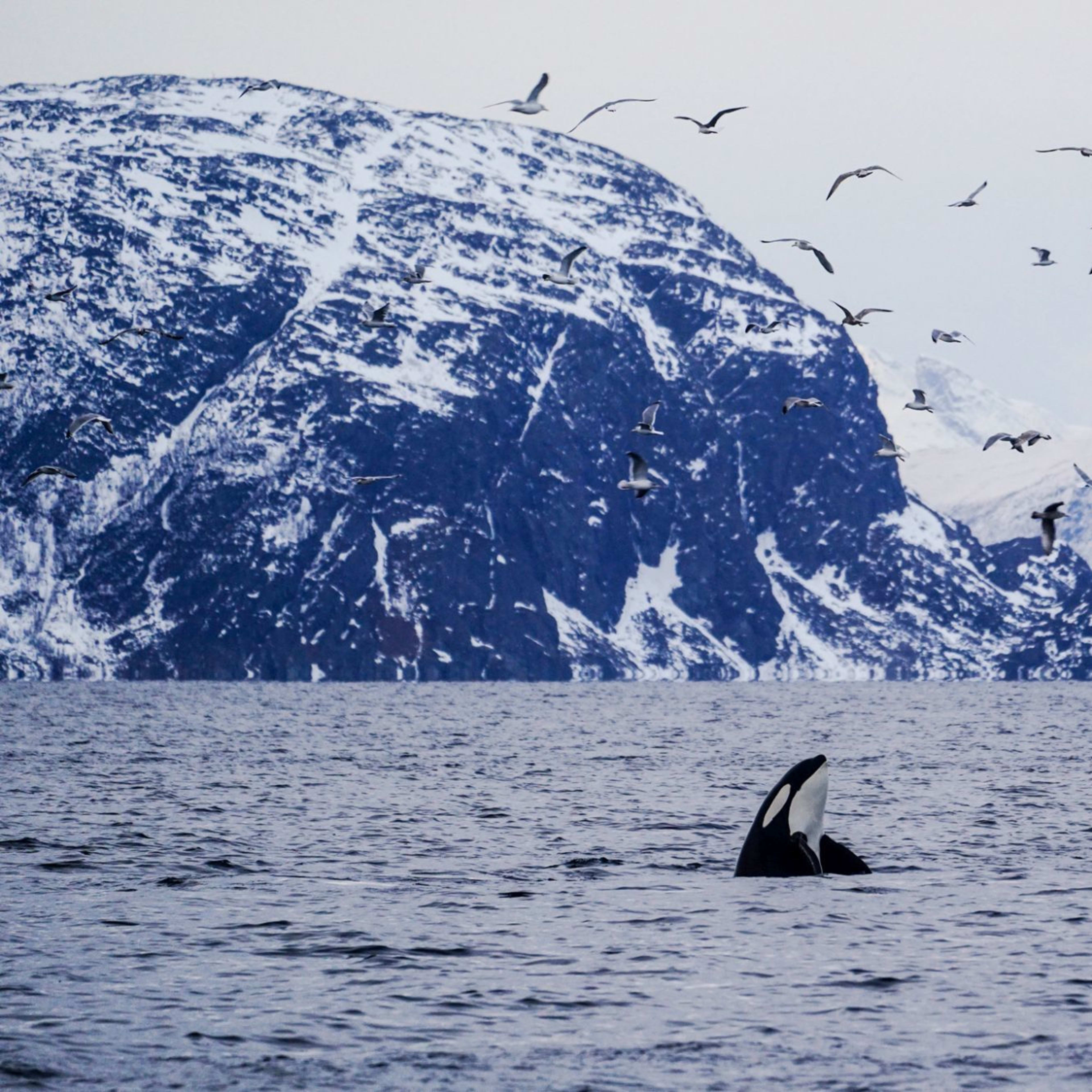 Killer whale surfacing in Tromsø fjord during winter whale watching tour in Arctic Norway