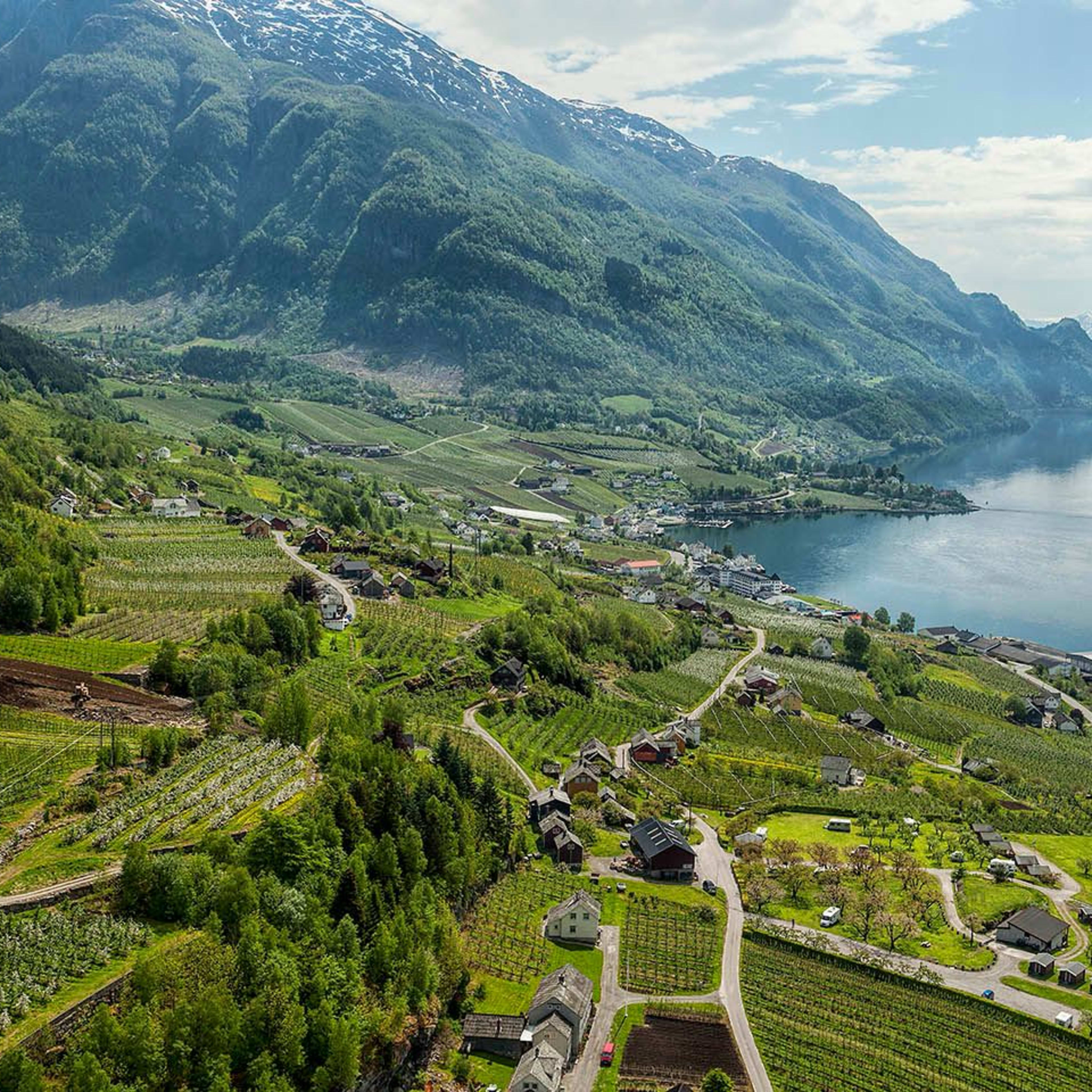 Grünes Tal mit Bauernhöfen und schneebedeckten Bergen am Fjord.