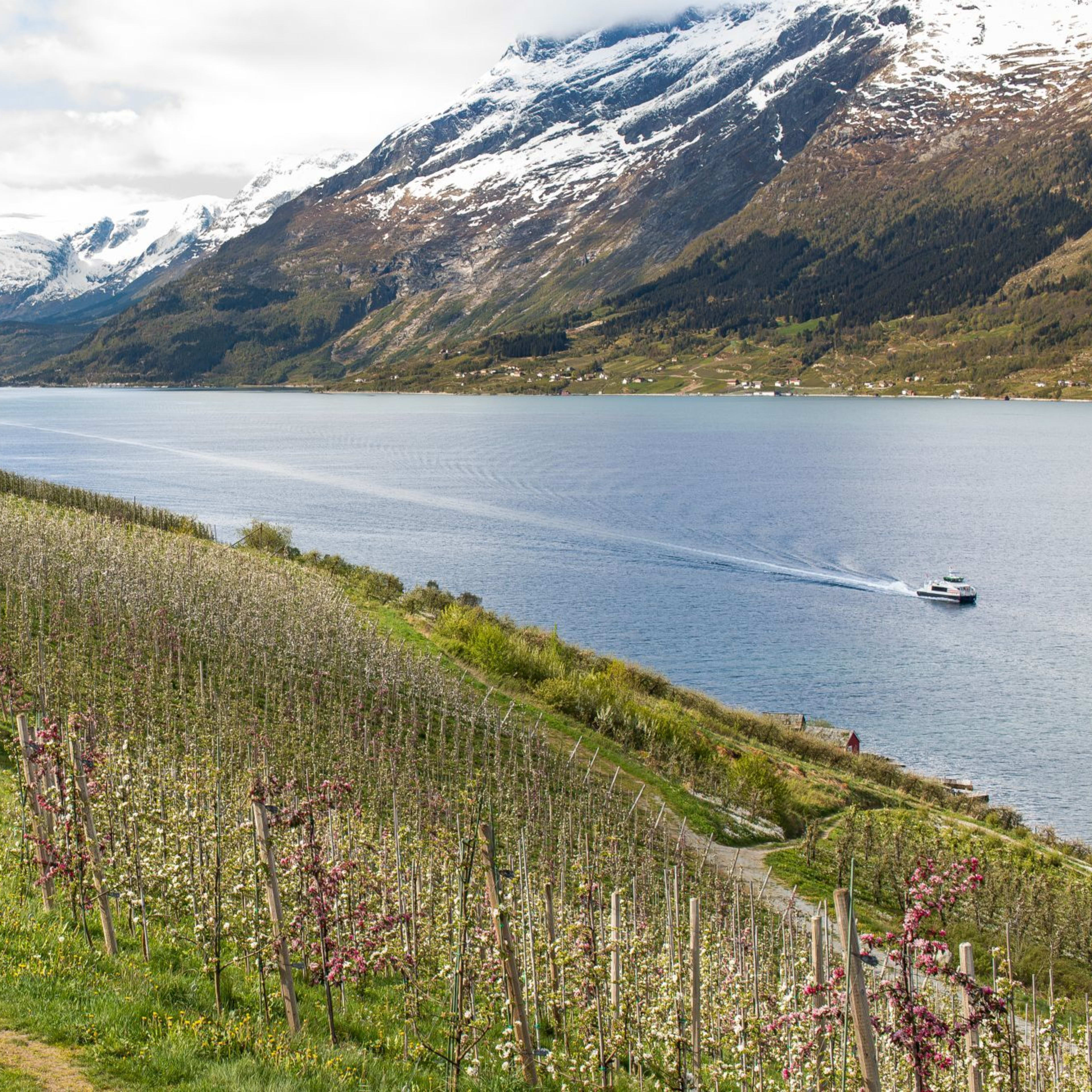 Frukttrær i blomst ser ut over fjord og fjell.