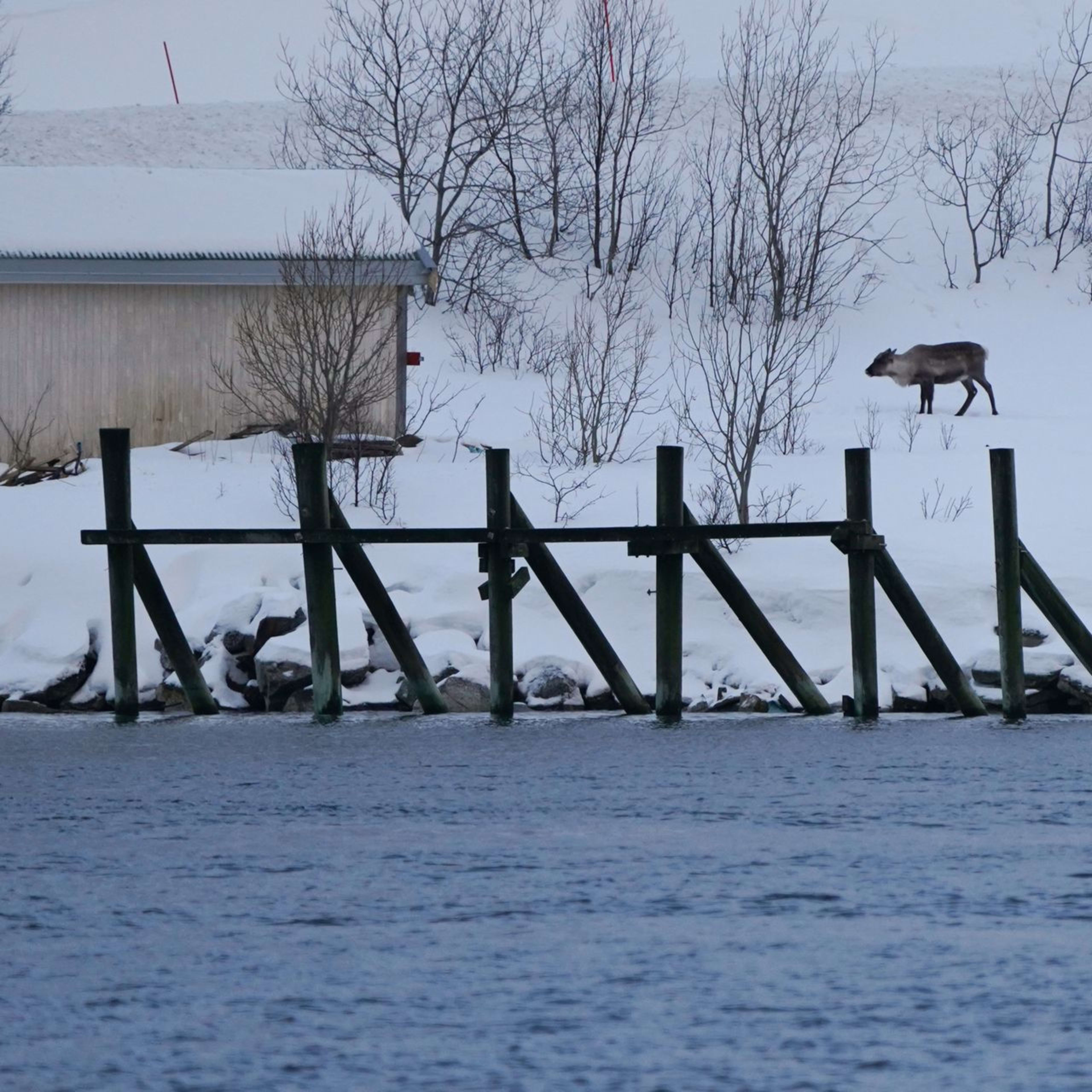 A lone reindeer walking through the snow near a small wooden cabin.