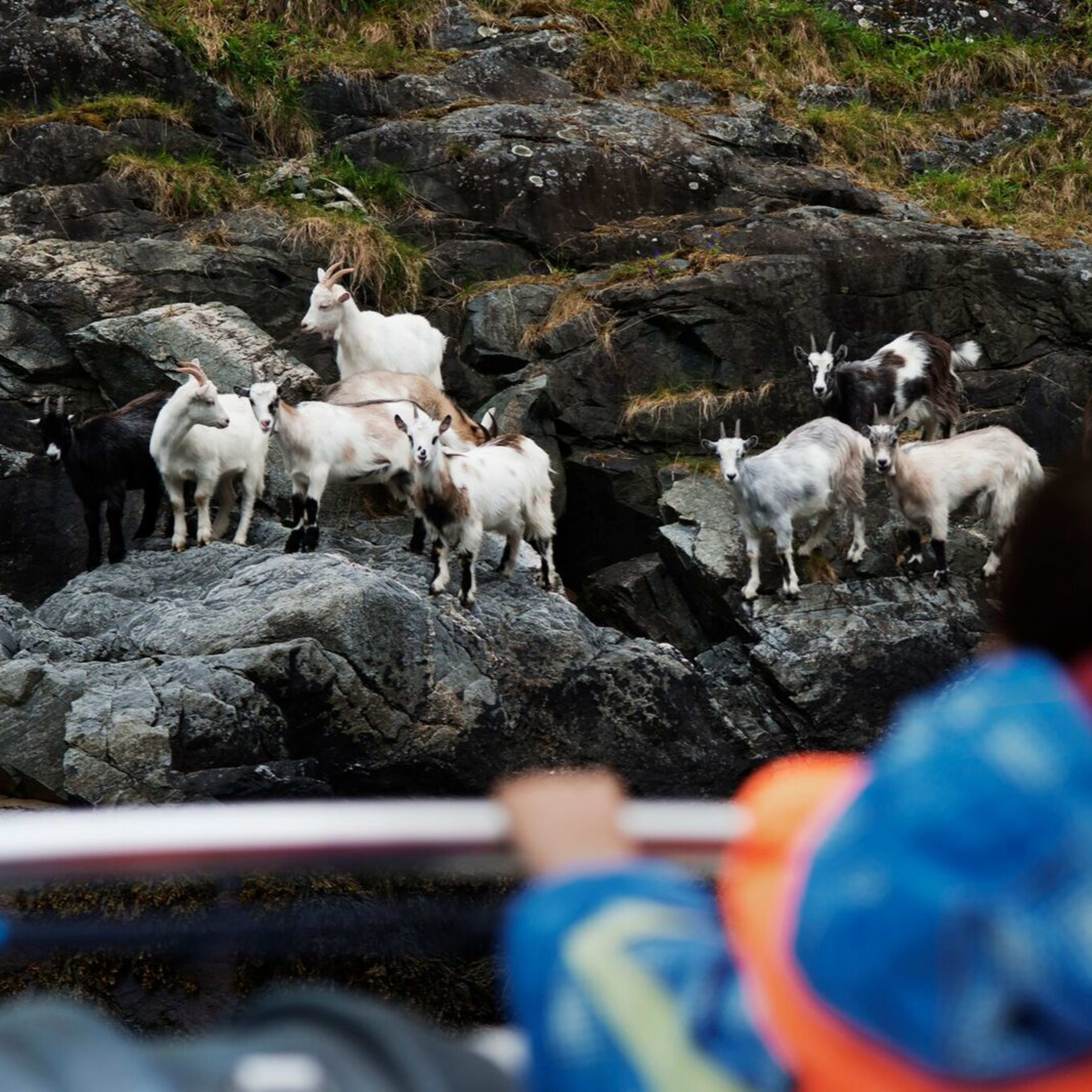 Goats by Nærøyfjord during fjord safari tour from Flåm to Sagofossen waterfall in summer