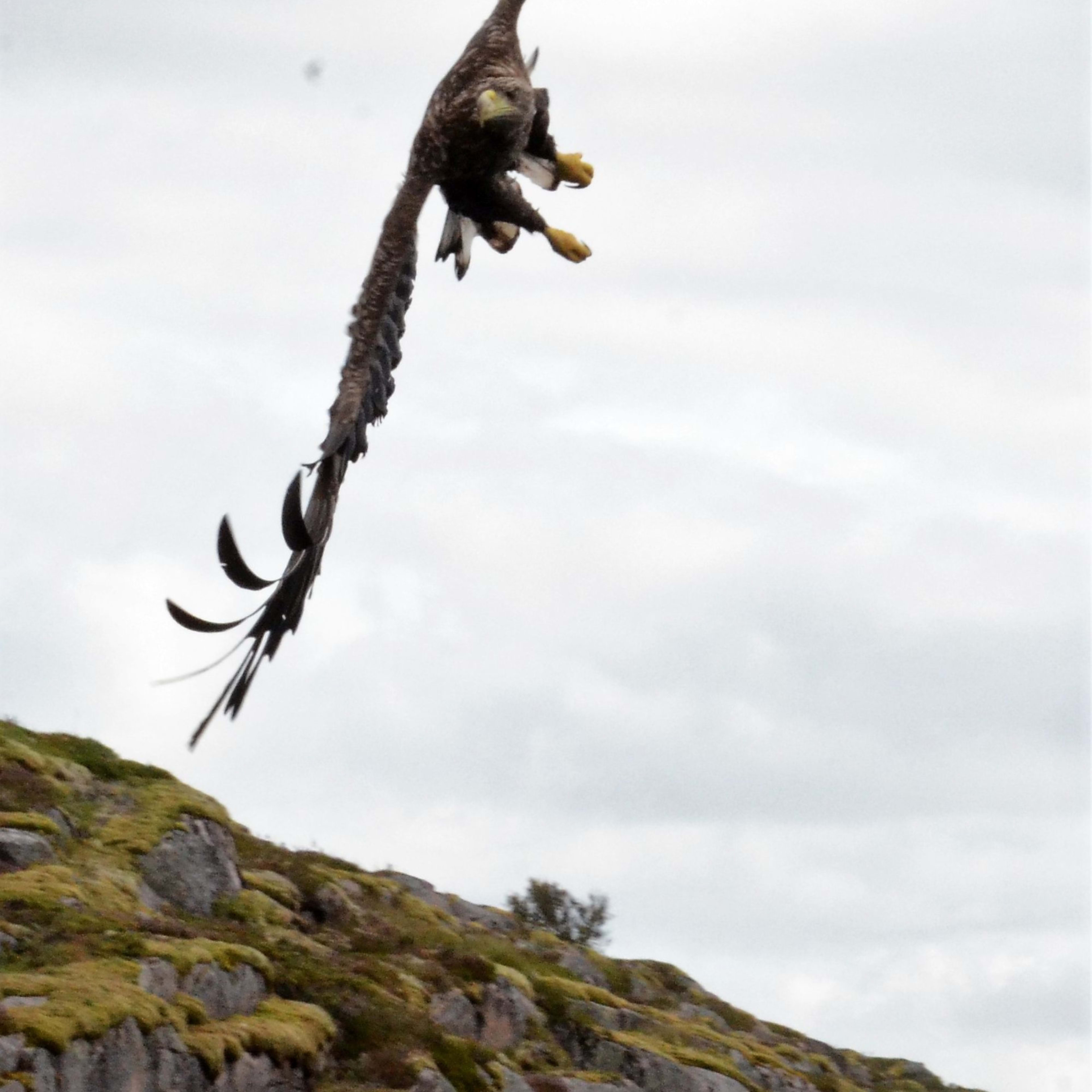 Large eagle soaring over the Trollfjord, wings spread, preparing to land, with rocky hillside below.