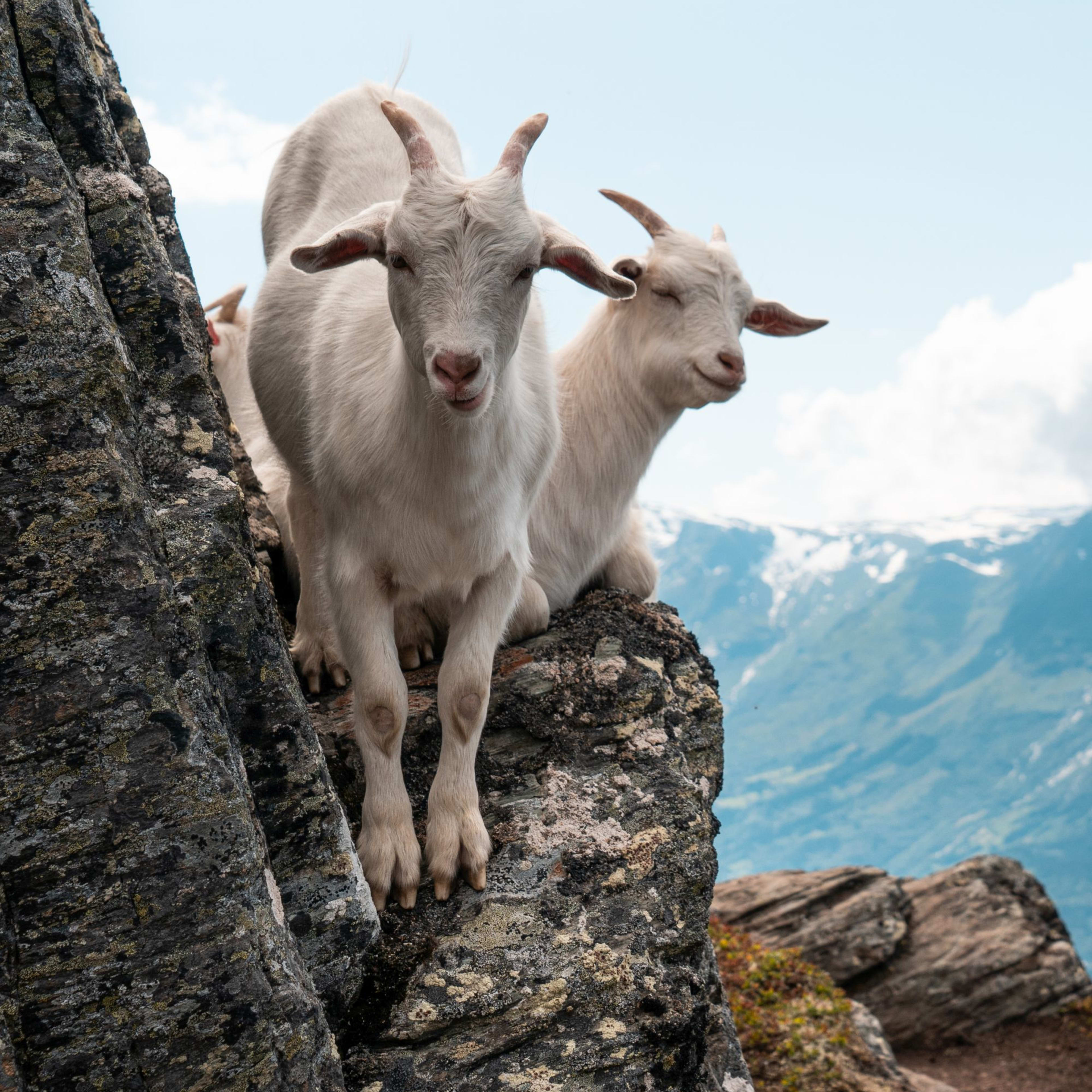Two mountain goats standing on rocky ledge, one looking at camera, other relaxed with eyes closed, distant mountains.