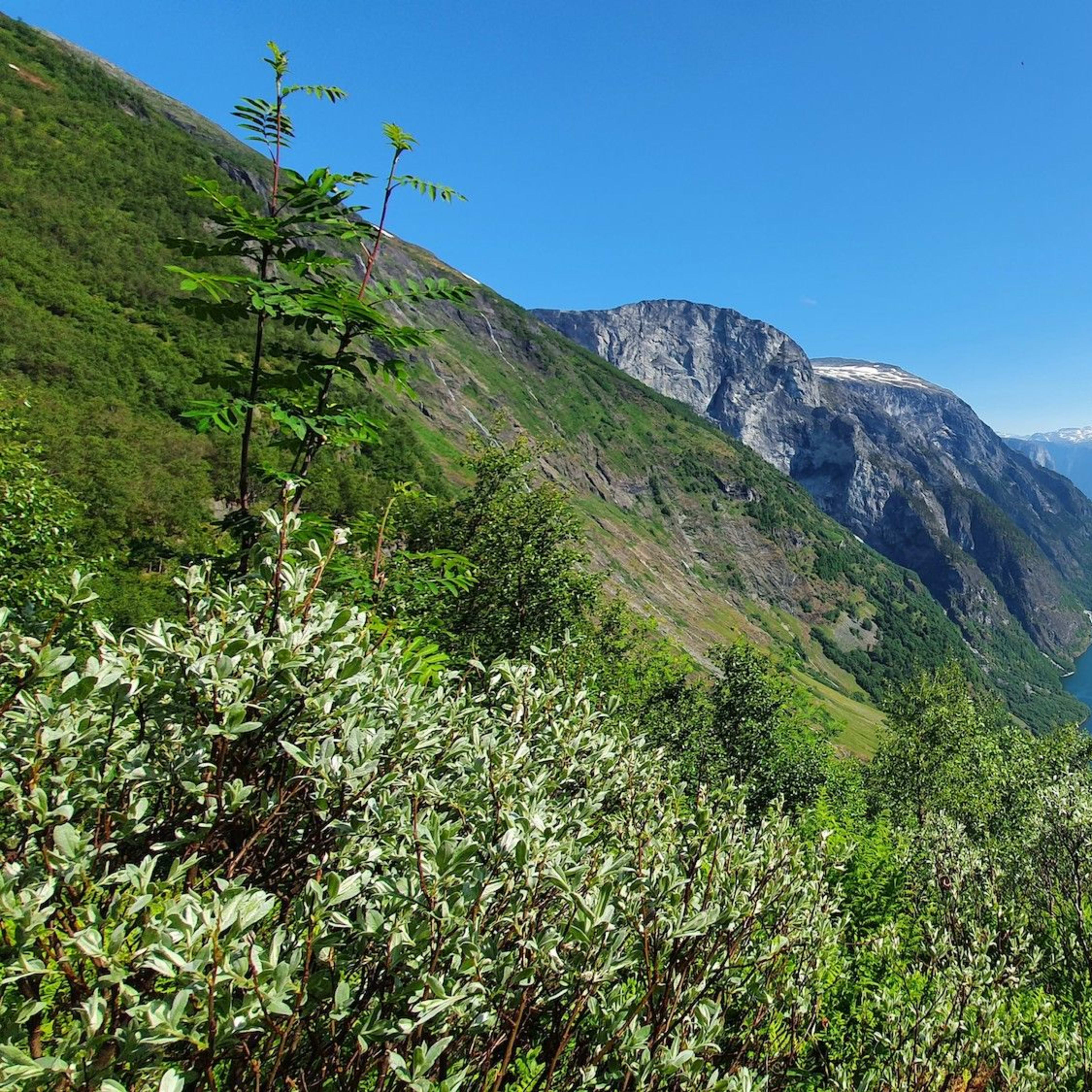 Genießen Sie auf der Wanderung nach Rimstigen einen atemberaubenden Blick über den UNESCO-geschützten Nærøyfjord