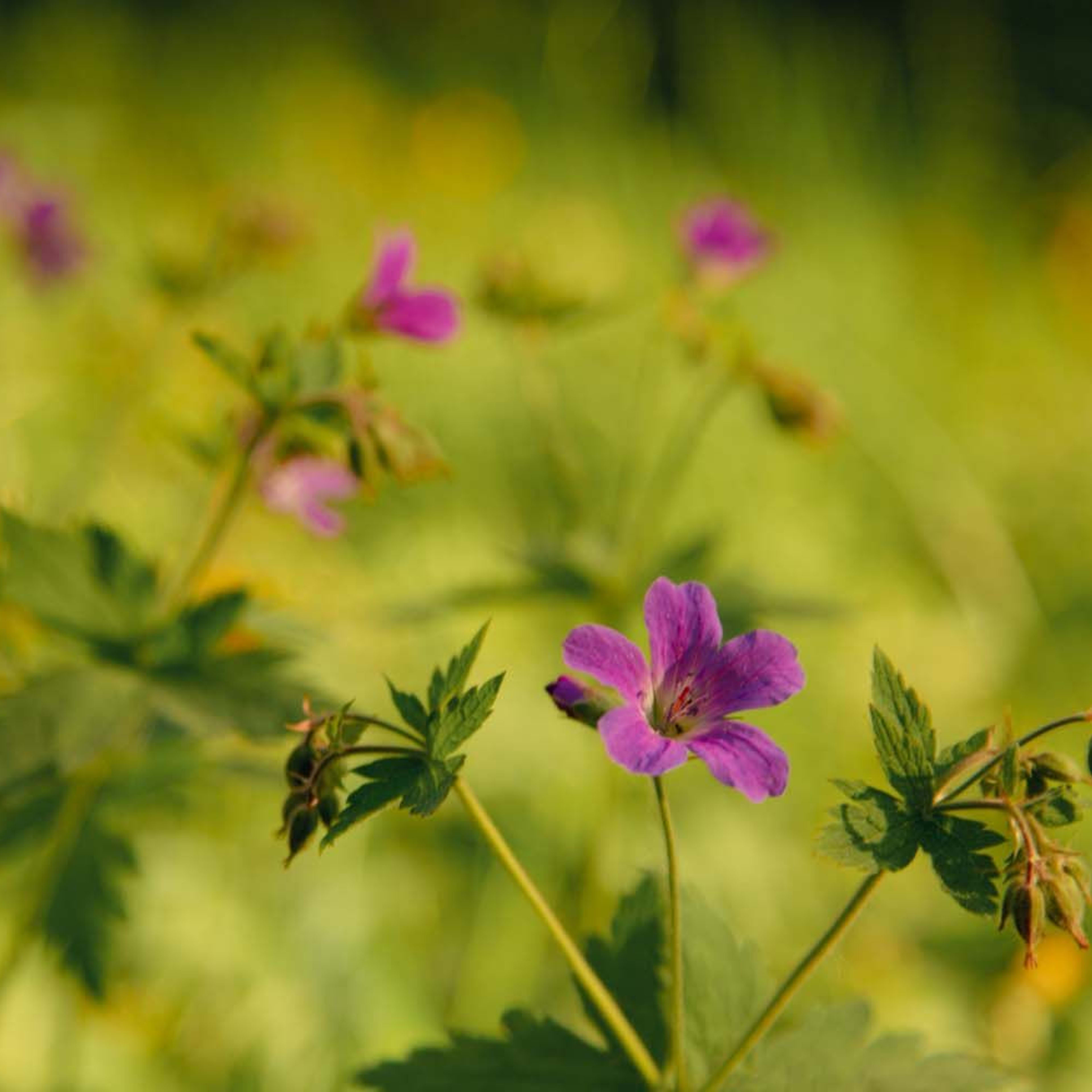 Close-up of purple wildflowers blooming in sunlit meadow with softly blurred green foliage.